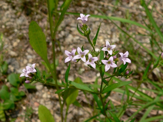 {Houstonia longifolia var. compacta}